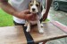 Beagle šteniatka na predaj obrázok 1