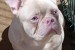 Pink Caramel French Bulldog obrázok 1