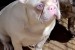 Pink Caramel French Bulldog obrázok 2