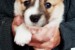 CORGI - PUPPIES for sale obrázok 1
