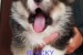 CORGI - PUPPIES for sale obrázok 2