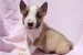 Mini Bull Terrier Šteniatka obrázok 1