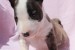 Mini Bull Terrier Šteniatka obrázok 2