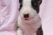 Mini Bull Terrier Šteniatka obrázok 3