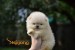 Pomeranian BOO medvedíky, Šteniatka Pomeranian Spitz obrázok 1
