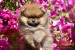 Pomeranian BOO medvedíky, Šteniatka Pomeranian Spitz obrázok 2