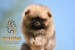 Pomeranian BOO medvedíky, Šteniatka Pomeranian Spitz obrázok 3