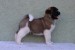 American Akita obrázok 2