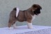 American Akita obrázok 3