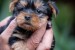  Yorkshire terrier puppies obrázok 1