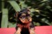  Yorkshire terrier puppies obrázok 2