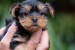  Yorkshire terrier puppies obrázok 3