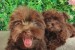 Bolonka Zwetna puppies obrázok 2