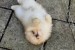 Beautiful cream Pomeranian male available obrázok 1