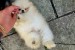 Beautiful cream Pomeranian male available obrázok 3