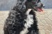 Girl black poodle------ obrázok 1