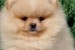 Šteniatka Pomeranian BOO, šteniatka Pomeranian Spitz obrázok 1