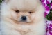 Šteniatka Pomeranian BOO, šteniatka Pomeranian Spitz obrázok 2