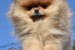 Šteniatka Pomeranian BOO, šteniatka Pomeranian Spitz obrázok 3