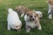 I am selling Japanese Akita puppies obrázok 1