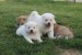 I am selling Japanese Akita puppies obrázok 2
