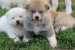 I am selling Japanese Akita puppies obrázok 3