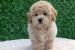 Maltipoo puppies - perfect pets! obrázok 1