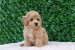 Maltipoo puppies - perfect pets! obrázok 2