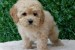 Maltipoo puppies - perfect pets! obrázok 3