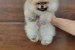 A beautiful bearish Pomeranian puppy obrázok 1
