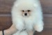 A beautiful bearish Pomeranian puppy obrázok 2