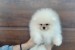 A beautiful bearish Pomeranian puppy obrázok 3
