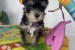 Yorkshire Terrier puppies obrázok 1