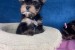 Yorkshire Terrier puppies obrázok 3
