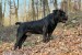 Juhoafrický mastif – Boerboel šteniatka obrázok 1