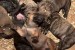 Juhoafrický mastif – Boerboel šteniatka obrázok 3