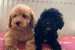 Two Beautiful Sibling Puppies from Serbia obrázok 1