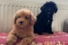 Two Beautiful Sibling Puppies from Serbia obrázok 2