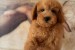 Two Beautiful Sibling Puppies from Serbia obrázok 3