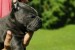 Cane Corso – fenka šteniatko obrázok 1