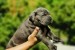 Cane Corso – fenka šteniatko obrázok 2