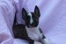 Mini Bull Terrier – krásne šteniatka obrázok 1