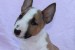Mini Bull Terrier – krásne šteniatka obrázok 2