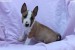 Mini Bull Terrier – krásne šteniatka obrázok 3