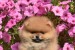 Pomeranian Boo šteniatka obrázok 1