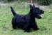 Scottish terrier puppies obrázok 1