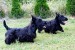 Scottish terrier puppies obrázok 2