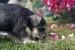 Miniature Schnauzer puppies obrázok 1