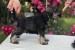 Miniature Schnauzer puppies obrázok 2