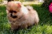 Pomeranian Spitz puppies obrázok 1